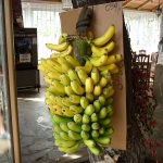 Bananas_tree